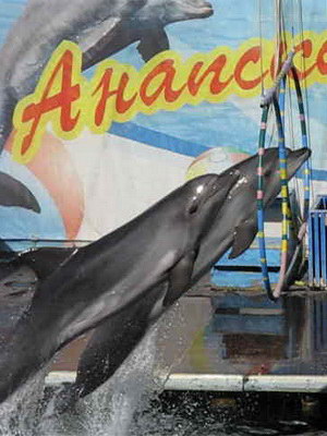 Анапский Дельфинарий
