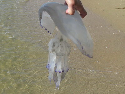 Медуза Черного моря
