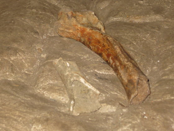 Останки древних пещерных медведей
