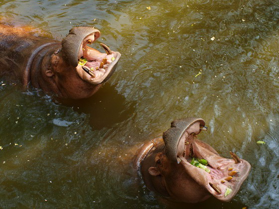 Бегемоты в зоопарке Кхао-кхео