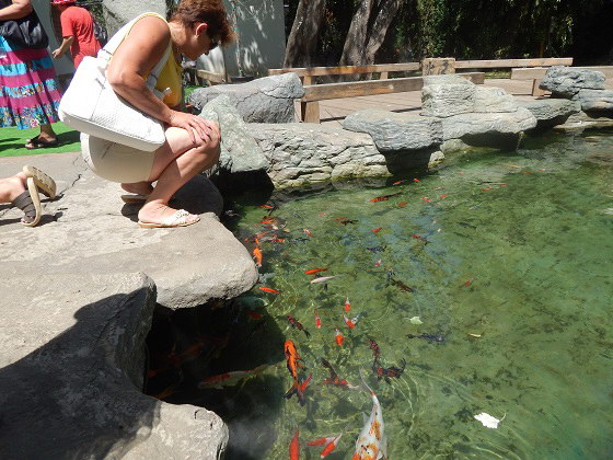 В Китайском дворике зоопарка