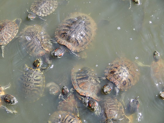 Черепахи в зоопарке Краснодара